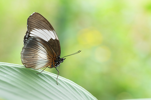 Blue Diadem Framed Butterfly online Display