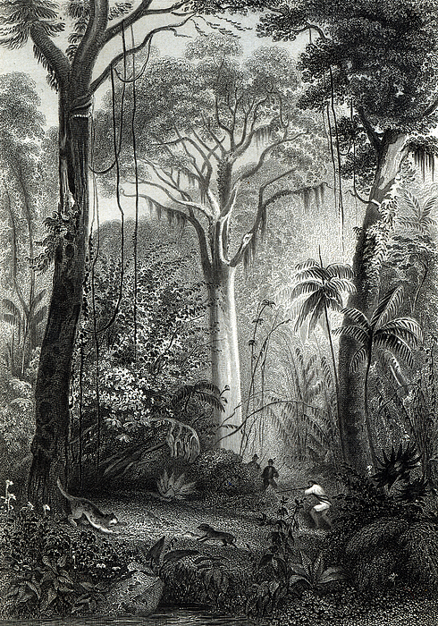 Scene In A Brazilian Forest Engraving Beach Sheet by Henry George Hine ...