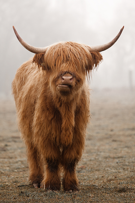 Scottish Highland Cow iPhone X Case by Franz Peter Rudolf - Fine Art America
