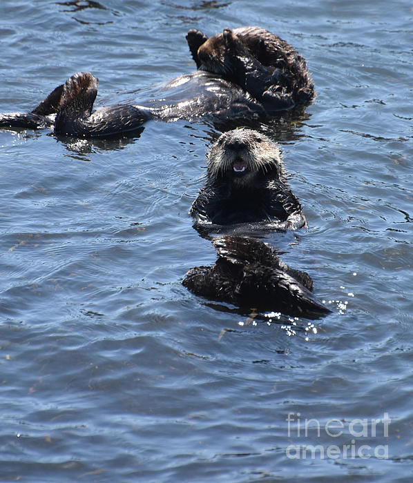 Otter Kigurumi Fun Onesies 