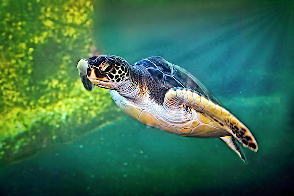 Marcia Colelli - Sea Turtle