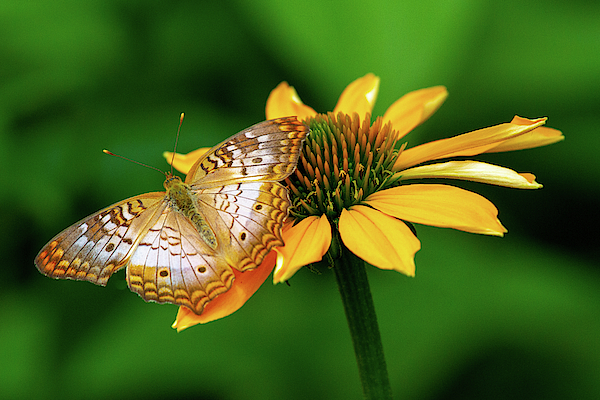 Butterfly Art