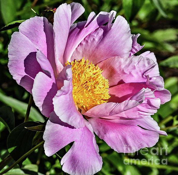 Cindy Treger - Shades Of Pink Bowl Of Beauty Peony