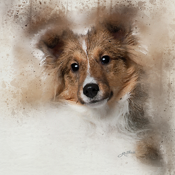 Sheltie throw clearance blanket