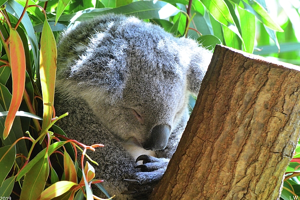 Lisa Wooten - Sleeping Koala