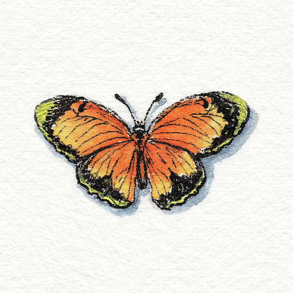 Irina Sztukowski - Sleepy Yellow Sulphur Eurema Nicippe Watercolor Butterfly 