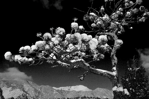 Bijan Pirnia - Snow Cottonballs On Evergreen Seedling, Infrared 