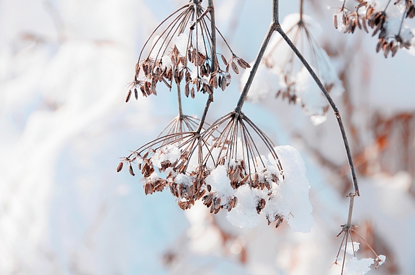 Winter Fennel aluminium shops print