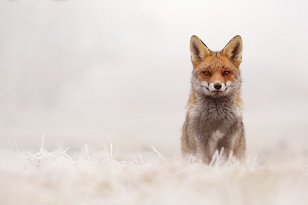Snow Fox Series -Foxy Face II Yoga Mat by Roeselien Raimond - Pixels