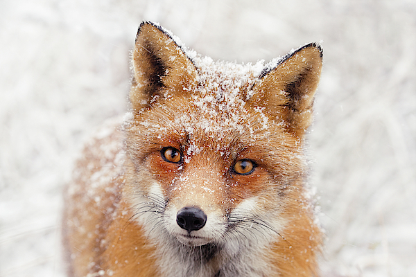 Roeselien Raimond - Snow Fox Series -Foxy Face II