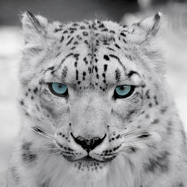snow leopard with blue eyes