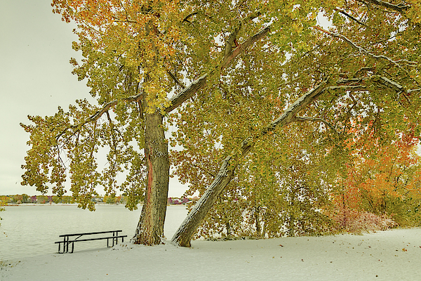 Snowy Colorful Trees Photograph