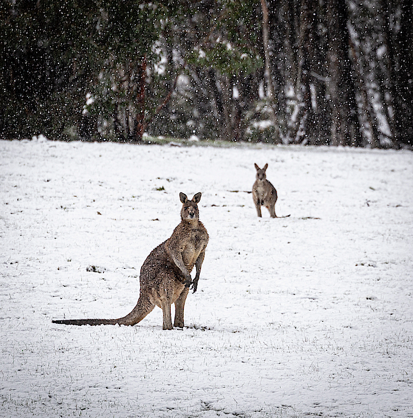 Kangaroo Yoga Mat