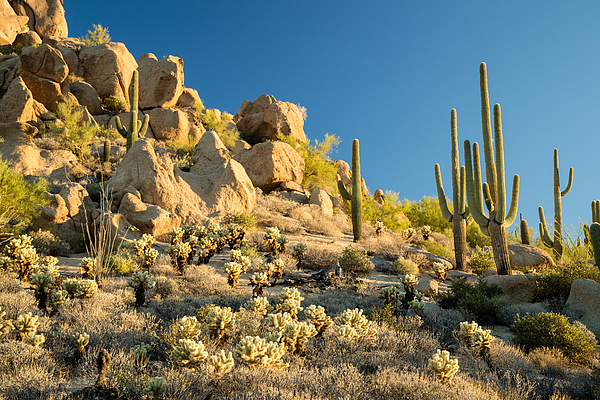 Sonoran Desert Landscape Greeting Card for Sale by Stacy Funderburke