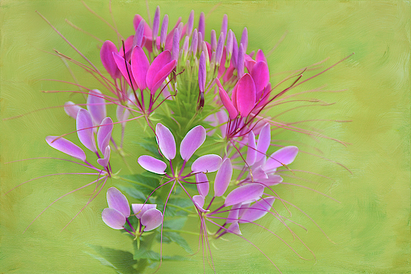 https://images.fineartamerica.com/images/artworkimages/medium/2/spider-flower-isabela-and-skender-cocoli.jpg