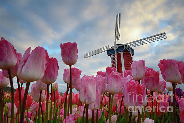 Tom Schwabel - Pink Tulips and Windmill at an Oregon Farm