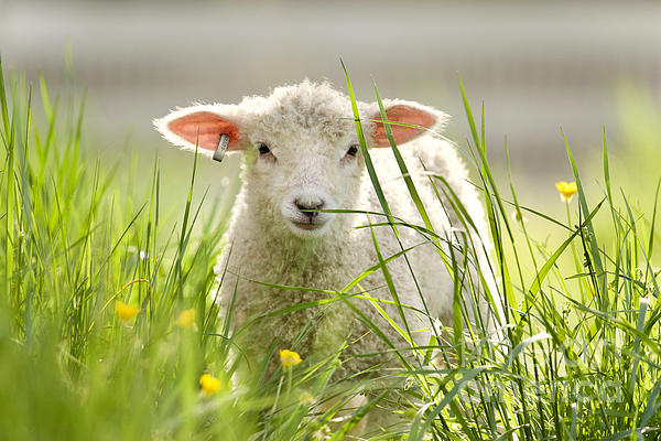 Rachel Morrison - Spring Lamb