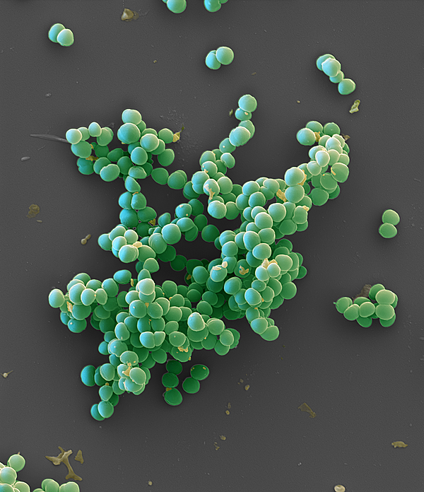 Staphylococcus Pseudintermedius In Dogs | corona.dothome.co.kr