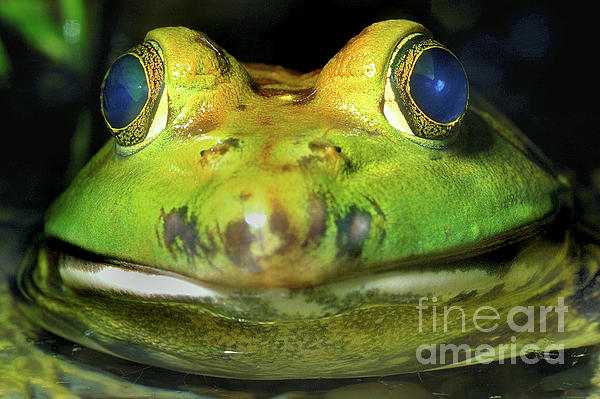 https://images.fineartamerica.com/images/artworkimages/medium/2/staring-bulging-eyes-of-a-north-american-bull-frog-wernher-krutein.jpg