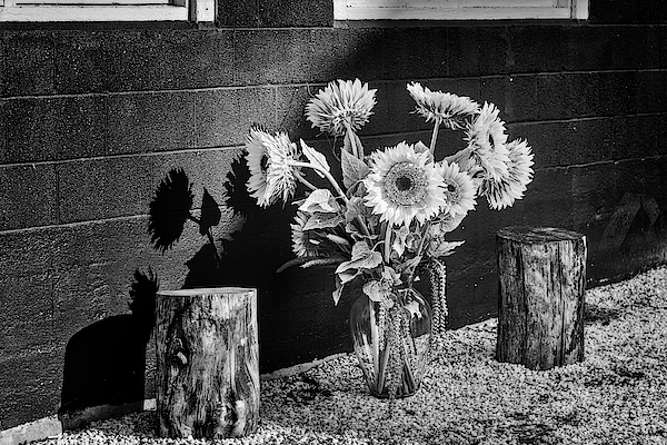 NY Yankee Stadium BW Photograph by Susan Candelario - Fine Art America