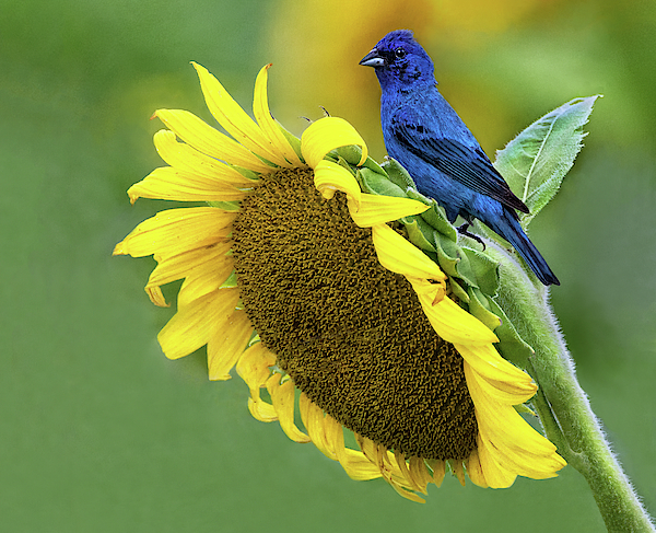 Art Cole - Sunflower Blue
