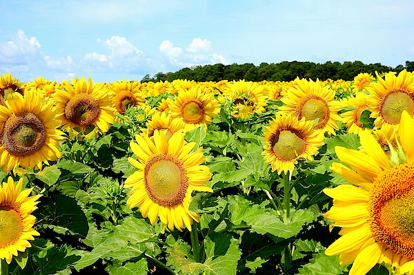 Carmen Macuga - Sunflower Field in Michigan