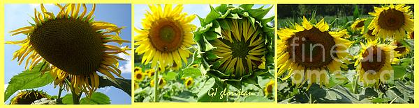 GJ Glorijean - Sunflower Triptych Wide