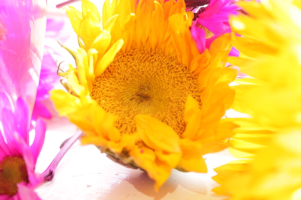 https://images.fineartamerica.com/images/artworkimages/medium/2/sunflower-on-the-window-sill-terri-stanley.jpg