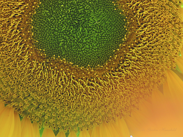 Brooks Garten Hauschild - Sunflower Super Macro - Floral Photography and Art - Sunflower