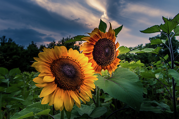 Flower Art