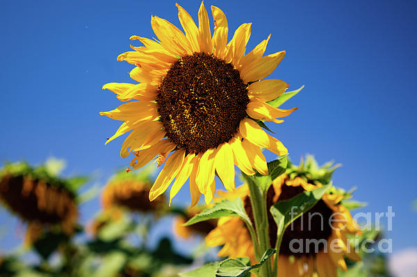 Sunflower Art