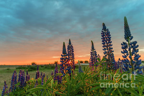 Viktor Birkus - Sunset over the field with blue flowers