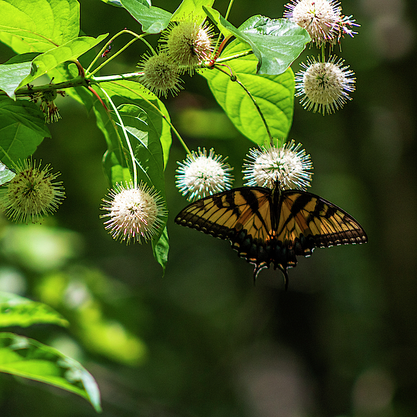 Denise Harty - Swallowtail Butterfly