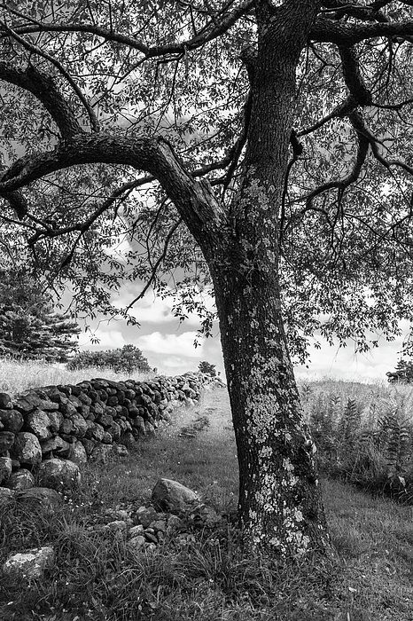 Tree Photographs