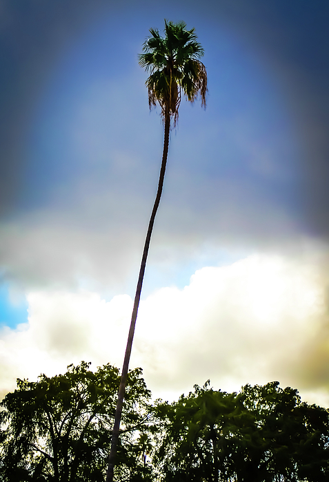 https://images.fineartamerica.com/images/artworkimages/medium/2/tall-single-palm-tree-bob-lynn.jpg