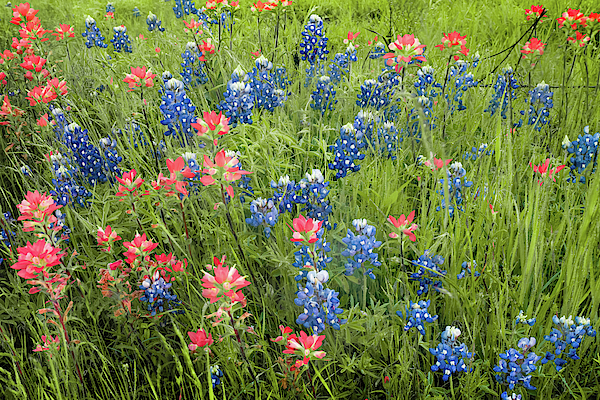 Gregory Ballos - Texas Bluebonnets and Indian Paintbrushes in Spring Bloom