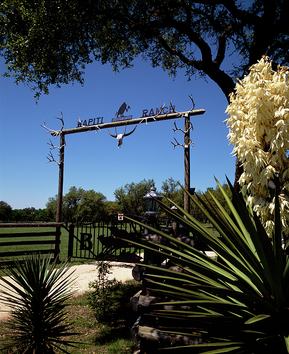 Texas Longhorn Cattle Skull Hanging Jigsaw Puzzle by Panoramic