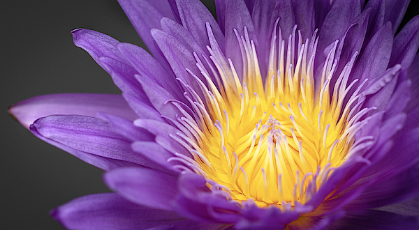 Flower Art