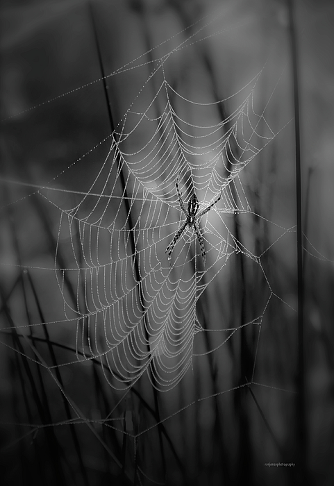 Spider Art for Sale