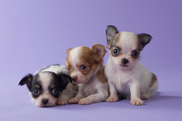 https://images.fineartamerica.com/images/artworkimages/medium/2/three-chihuahua-puppies-mixa.jpg