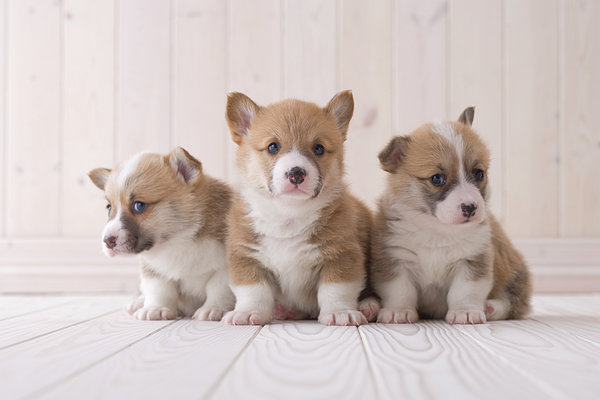 Three Pembroke Welsh Corgi Sitting On Jigsaw Puzzle by Mixa