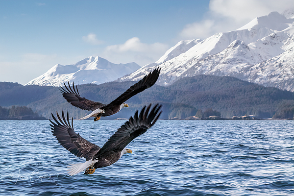 Eagle Photographs