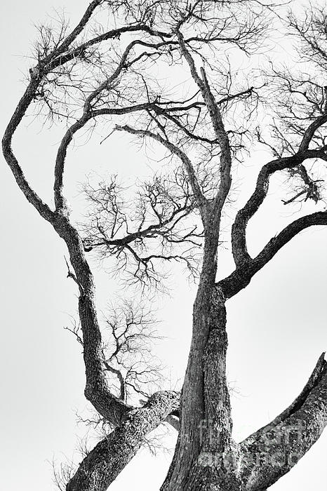 https://images.fineartamerica.com/images/artworkimages/medium/2/tree-limbs-in-black-and-white-tom-gari-gallery-three-photography.jpg