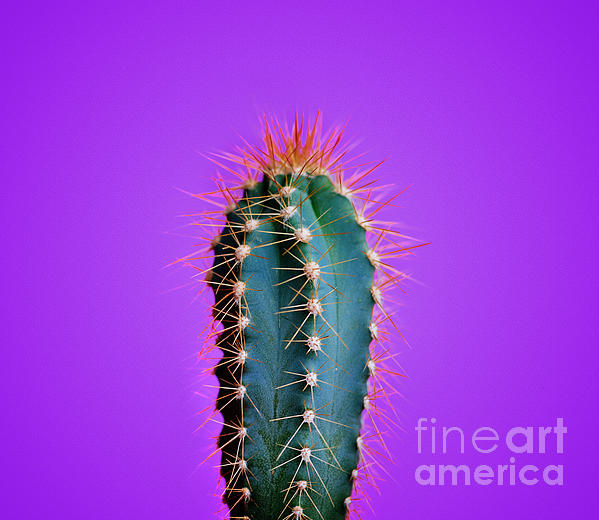 Trendy Neon Cactus Closeup Over Bright Purple Pastel Background