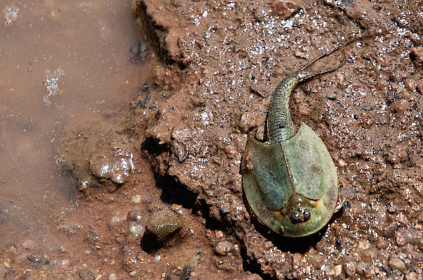Triops Uncovered: Discover the Prehistoric Wonder of Tadpole