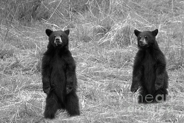 Twin Black Bears In The Grass Black And White Hand Towel by Adam