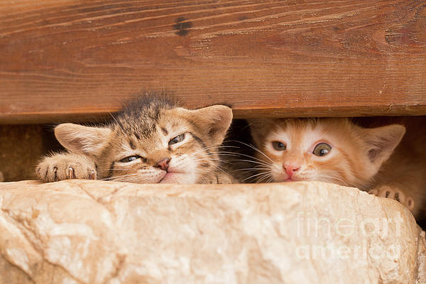 Blankets for clearance kittens