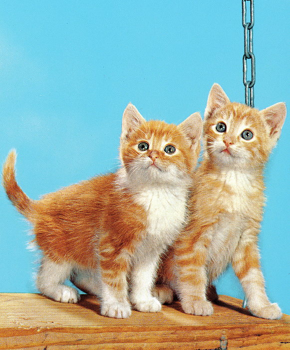 Two Kittens on a Swing iPhone 14 Case