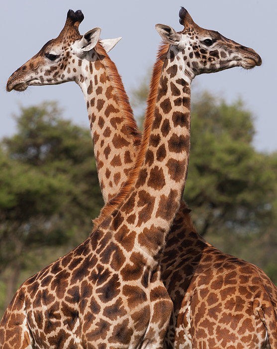 Two Masai Giraffe Looking Away From Greeting Card by Mint Images - Art Wolfe