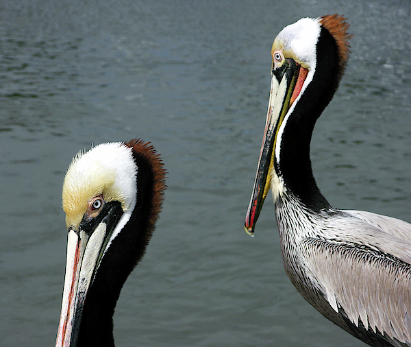 Two Pelicans Photograph